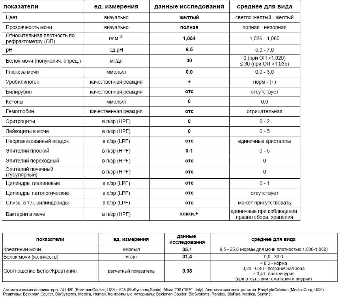 Белок количественно в моче. Белок в моче 10 MG/DL У женщин норма. Белок в моче расшифровка анализа. Белок в моче норма у женщин. Норма лейкоцитов в моче в 1 мл.